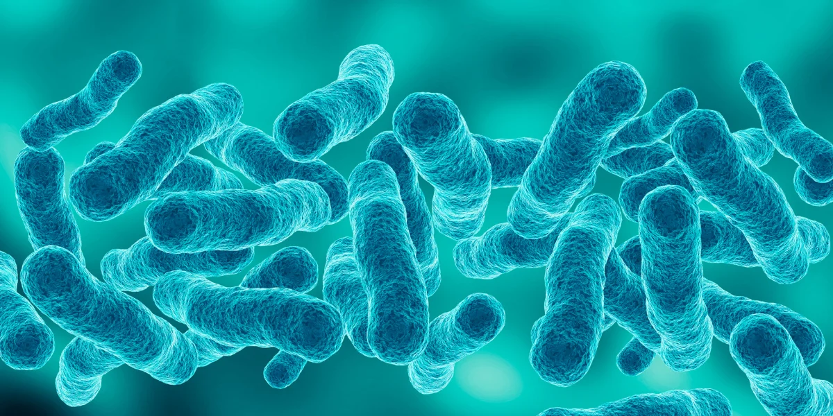 A close up image of the Legionella bacteria.